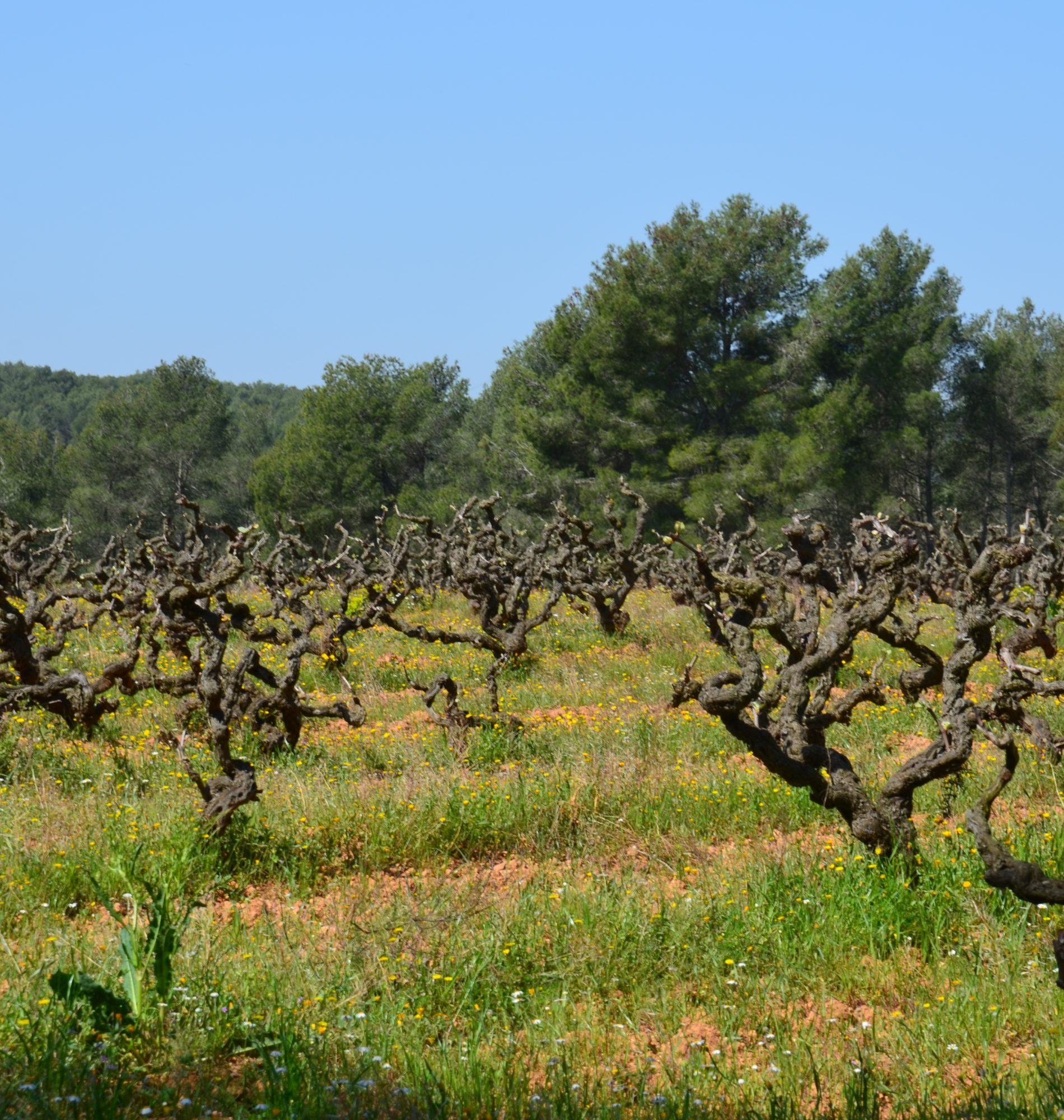 Garraf